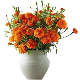 تصویر گل خشک همیشه بهار 