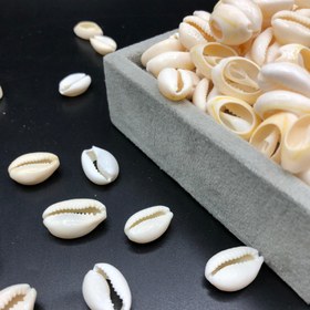 تصویر صدف دریایی sadaf