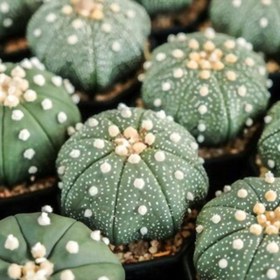 تصویر بذر کاکتوس آستریاس وانیا سید مدل BA1133 