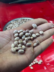 تصویر چیتی گرد زنجان (لوکس) 