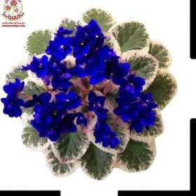 تصویر بنفشه آفریقایی First class First class African violet