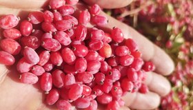 تصویر زرشک تازه 