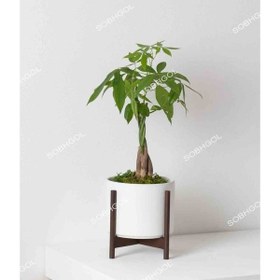 تصویر پاچیرا بافت سایز کوچک PA01 