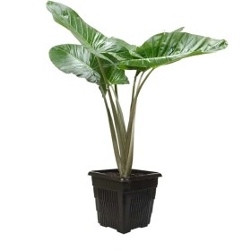 تصویر بابا آدم 