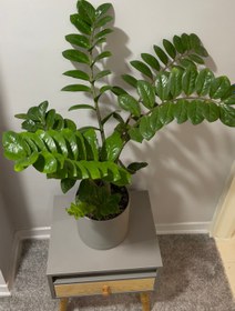 تصویر گیاه زامیفولیا سبز Green Zamifoliya indoor plant