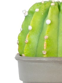 تصویر کاکتوس ایستر لیلی 