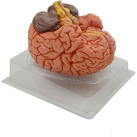 تصویر مولاژ مغز4قسمتی 