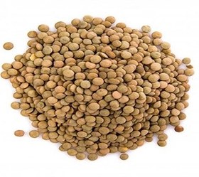 تصویر عدس ریز ویکتوریا ۱ کیلوگرم 