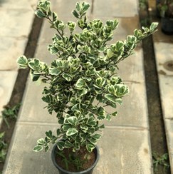 تصویر فیکوس دلتا 