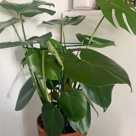 تصویر قیم نیم حلقه ای 