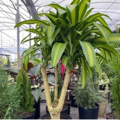 تصویر کود مخصوص گل دراسنا دراماسیس ۱۲۰ سی سی 