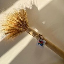 تصویر خوشه گل گندم خشک گل گندم خشک اکسسوری عکاسی