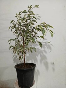 تصویر گل بنجامین ابلق 