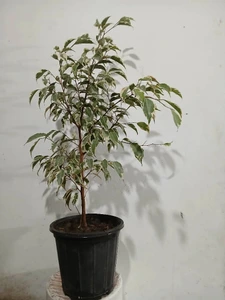 تصویر فروشگاه گل‌ ناز یخی