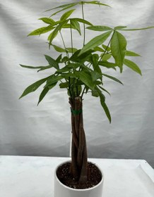 تصویر گلدان پاچیرا | کد: ZNB-HAA 