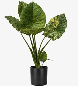 تصویر باباآدم ابلق زرد مدل جاینت نیم متری 