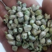 تصویر بذر کنگر خوراکی عمده 