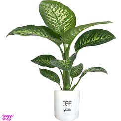 تصویر گل طبیعی دیفن باخیا تافکو کد ۲۰۲۹ 