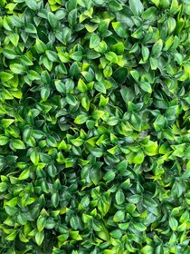 تصویر گرینوال - پیچک 