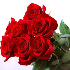 تصویر گل رز شاخه کلاس b مخصوص دسته 