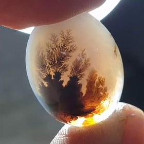 تصویر شجر قائن زیبا خاص 