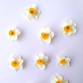 تصویر گل خشک نرگس بسته 5 عددی 