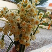 تصویر پیاز گل نرگس پُرپَر( یک کیلوگرمی) سایز درهم - یک کیلوگرم 