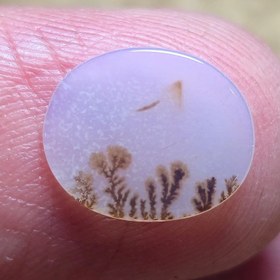 تصویر نگین شجر. 