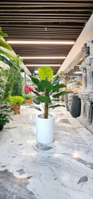 تصویر درختچه باباادم کنفی مصنوعی 