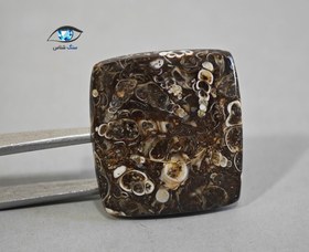 تصویر فسیل توریتلا 6.9 گرم 