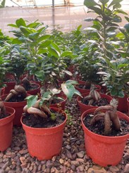 تصویر بنسای جنسینگ 