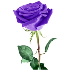 تصویر رز بنفش 