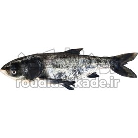 تصویر ماهی کله سیاه Bighead Carp