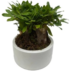 تصویر گلدان پیتسپروم 