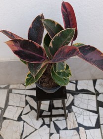 تصویر فیکوس شرابی 