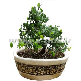 تصویر بن سای ساگرسیا 