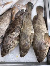 تصویر هامور صادراتی Epinephelus coioides