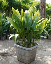 تصویر خرید برگ عبایی برای تزئین فضای کافه و رستوران 