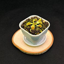 تصویر گیاه ونوس حشره خوار نژاد داروین سایز ۱ 