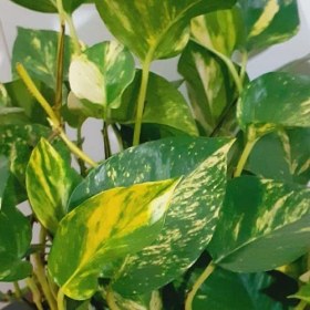 تصویر پتوس زعفرانی 