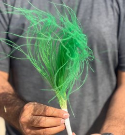 تصویر گل ریش بابا رنگ سبز 