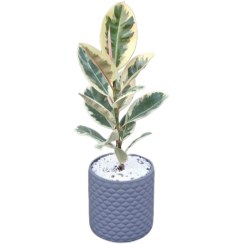 تصویر گل فیکوس ابلق 