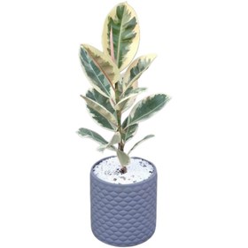 تصویر گل فیکوس ابلق 