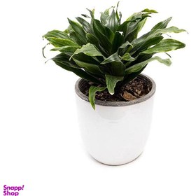 تصویر گلدان طبیعی کامپکت 