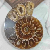 تصویر فسیل آمونیت اصل سایز بزرگ کد5 
