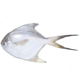 تصویر ماهی حلوا سفید متوسط تازه خلیج فارس 
