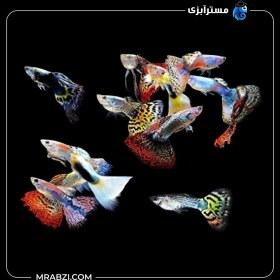 تصویر پک ماهی گوپی میکس 100 عددی 