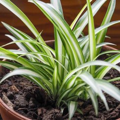 تصویر گل گندمی 