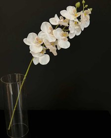 تصویر گل ارکیده مینیاتوری 