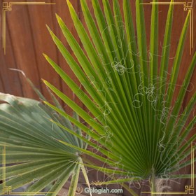 تصویر پالم واشنگتن 